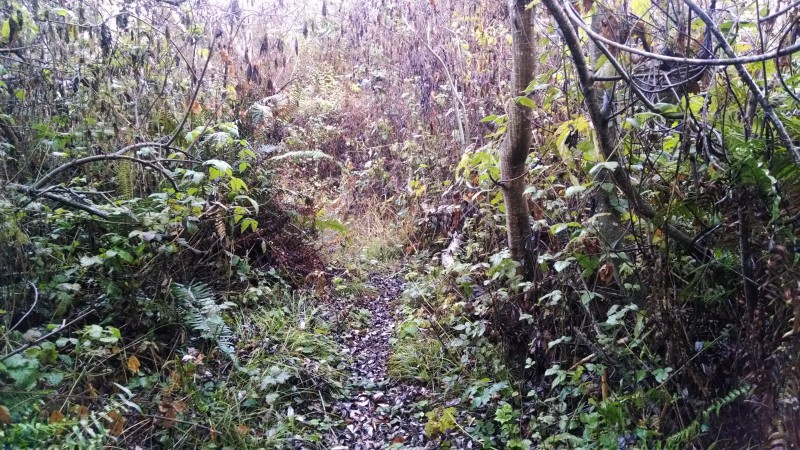 Dense, overgrown singletrack in the Coast Range.